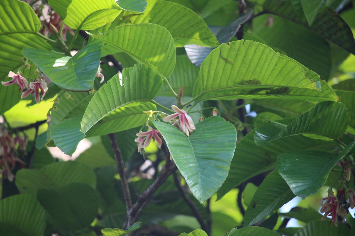 Dipterocarpus zeylanicus Thwaites